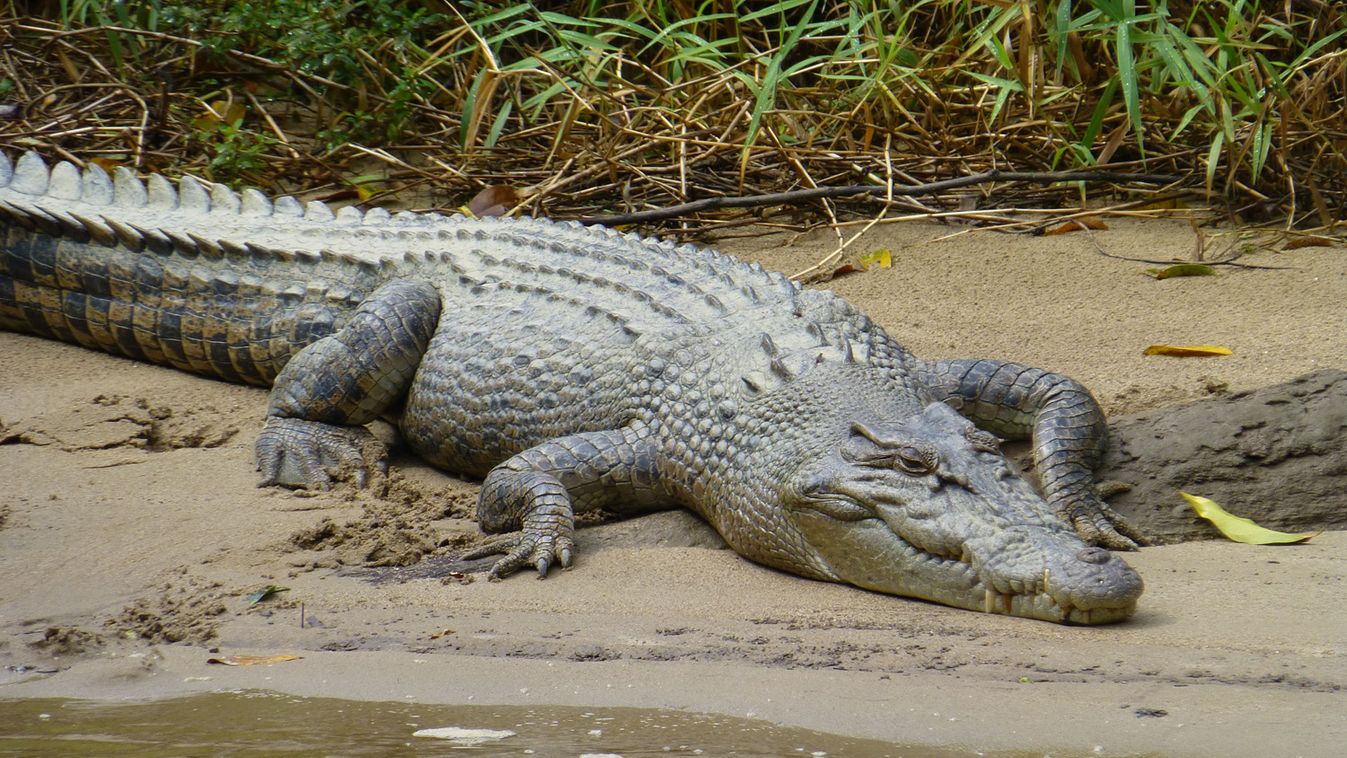 Elképesztő módon menekült meg a krokodil karmai közül egy horgász