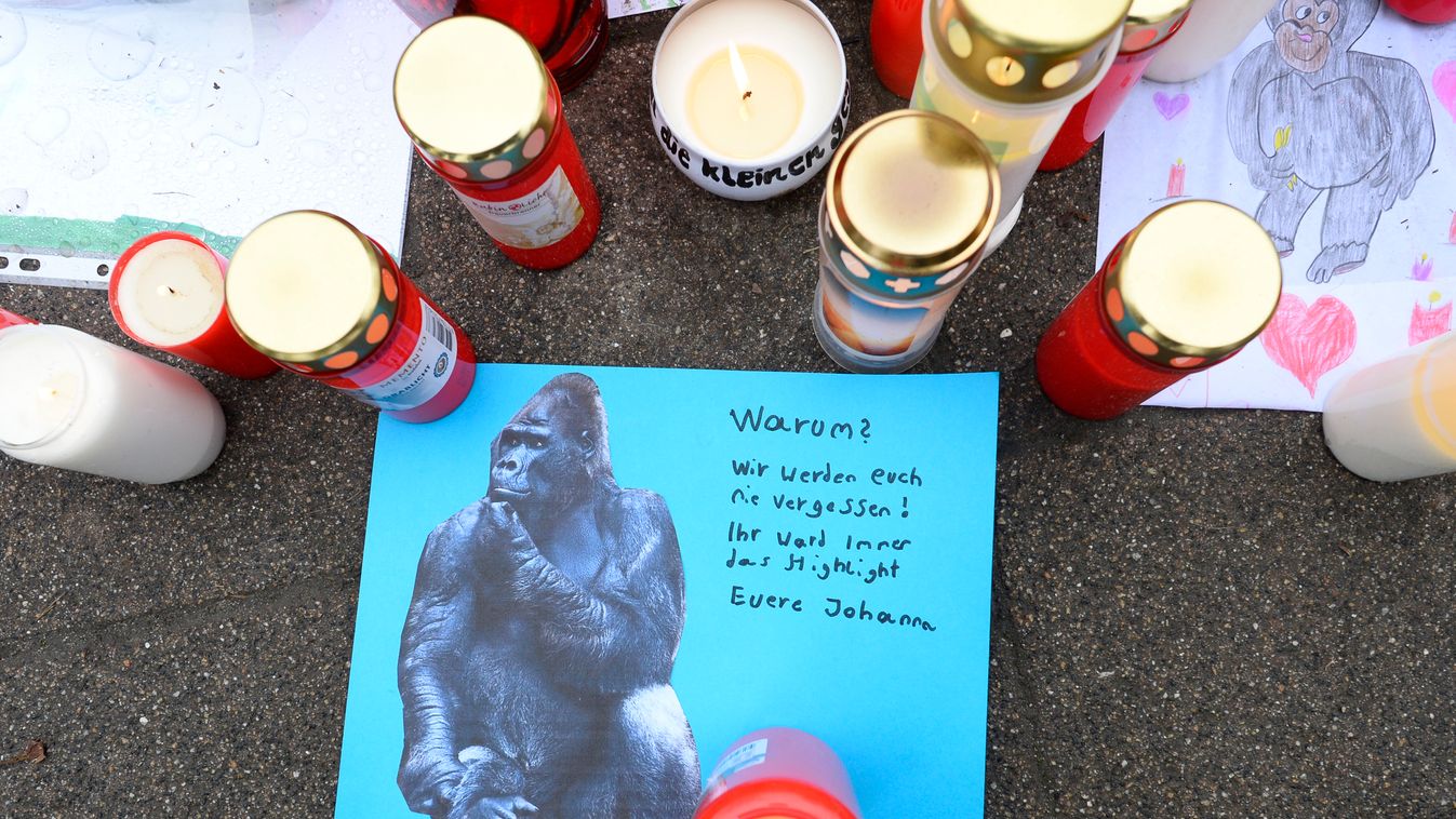 Nem tudták elaltatni, le kellett lőni a tűzben megsérült gorillát