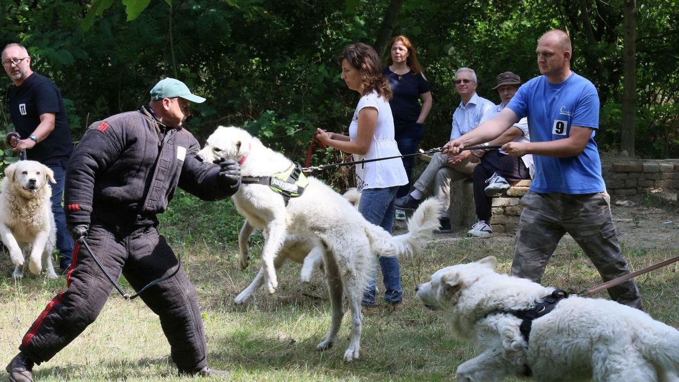 Nemcsak a kuvasz szépsége, hanem harciassága is számított