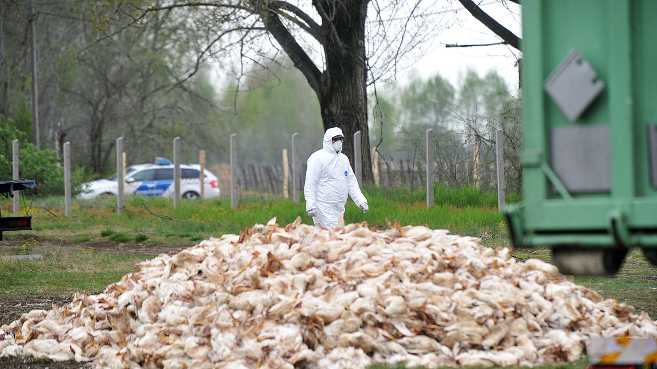 Enyhül a madárinfluenza-járvány, könnyítéseket engedélyeztek Bács-Kiskunban