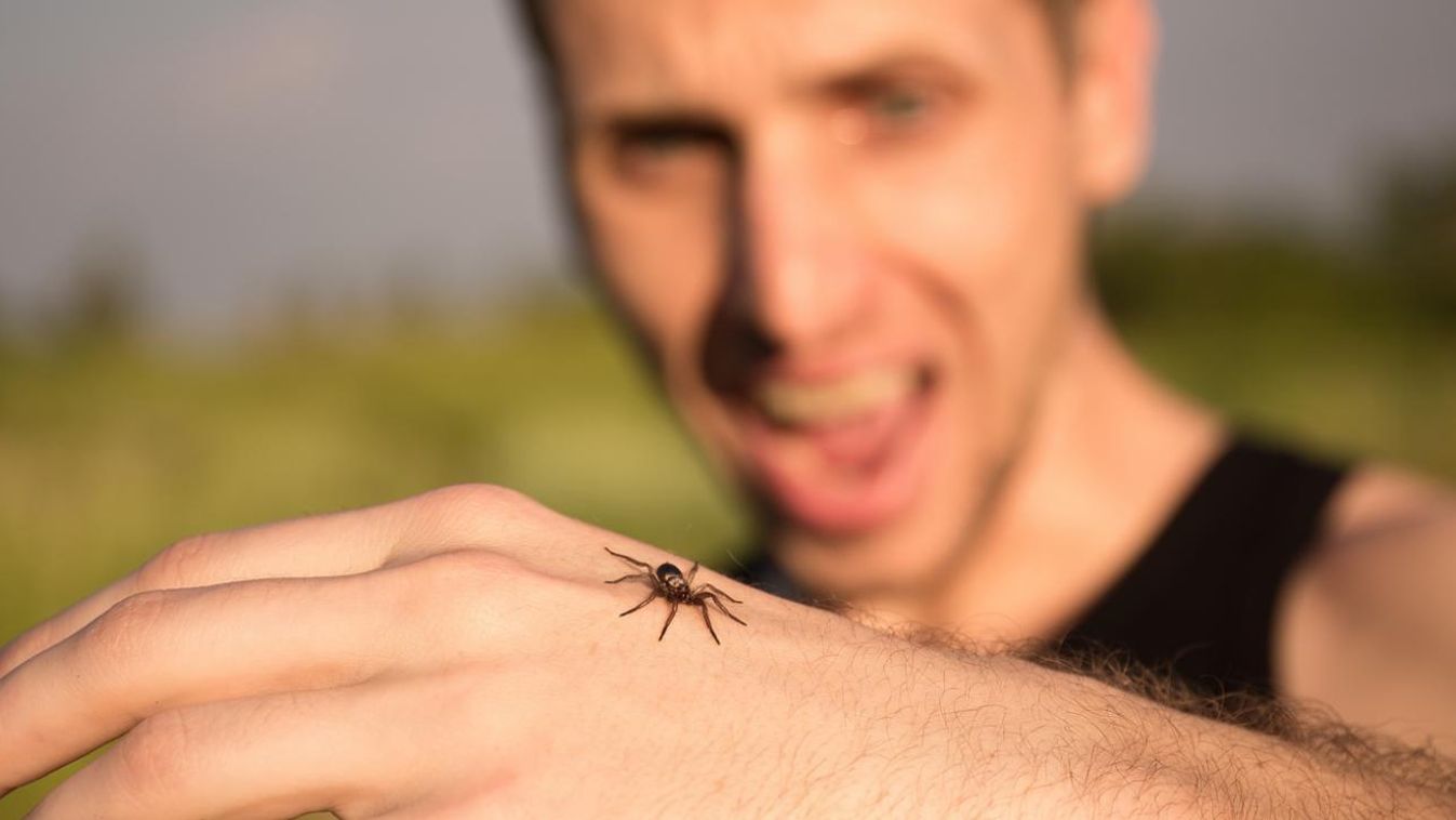 Hosszú farka volt a pókok ősének