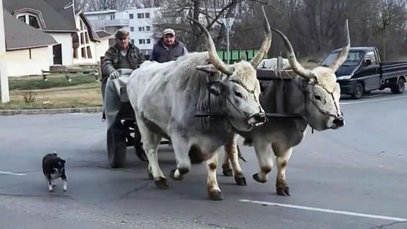 Rigó és Hattyú az internet sztárja lett
