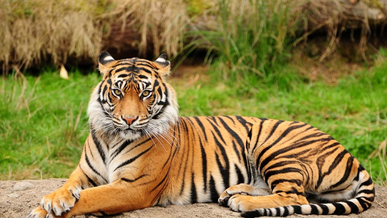 Ismét növekszik a bengáli tigris populáció