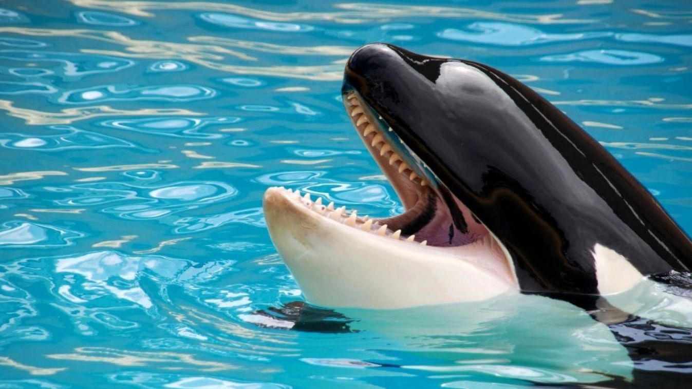 Profin utánozza az emberi nyelvet Wikie, a kardszárnyú delfin