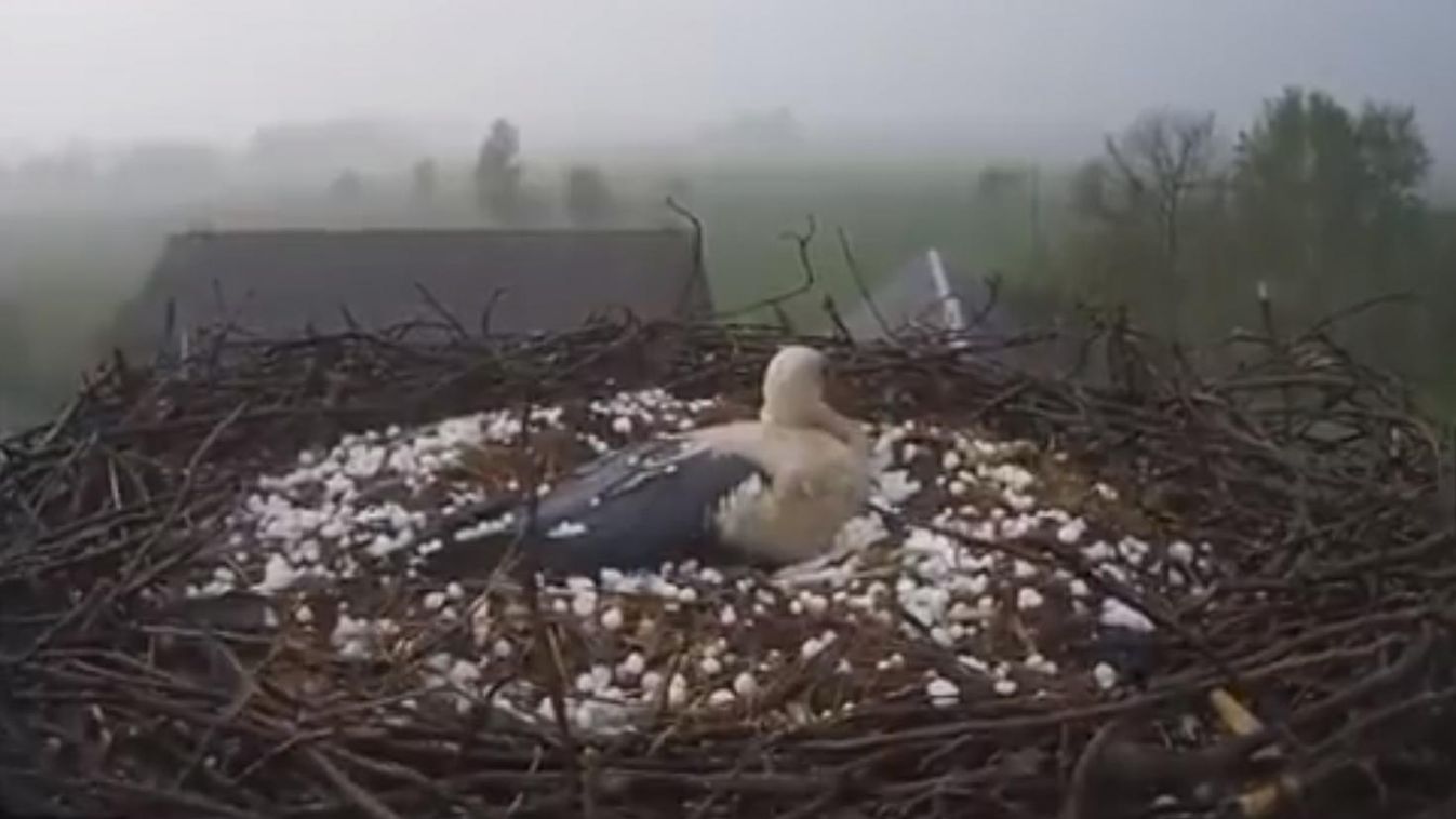 A jégesőben is hősiesen védte tojásait a gólya (videó)