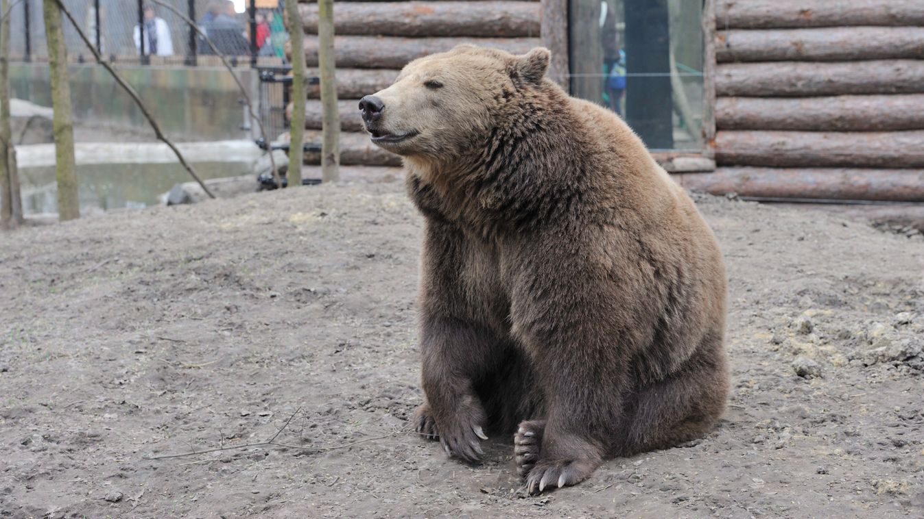Előbújtak a medvék a Szegedi Vadasparkban