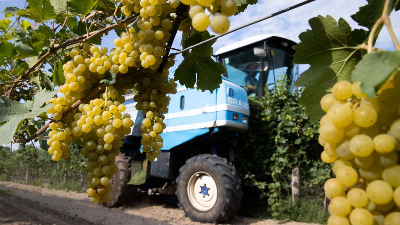 Jelentős termésveszteséggel számolnak a szőlőtermesztők