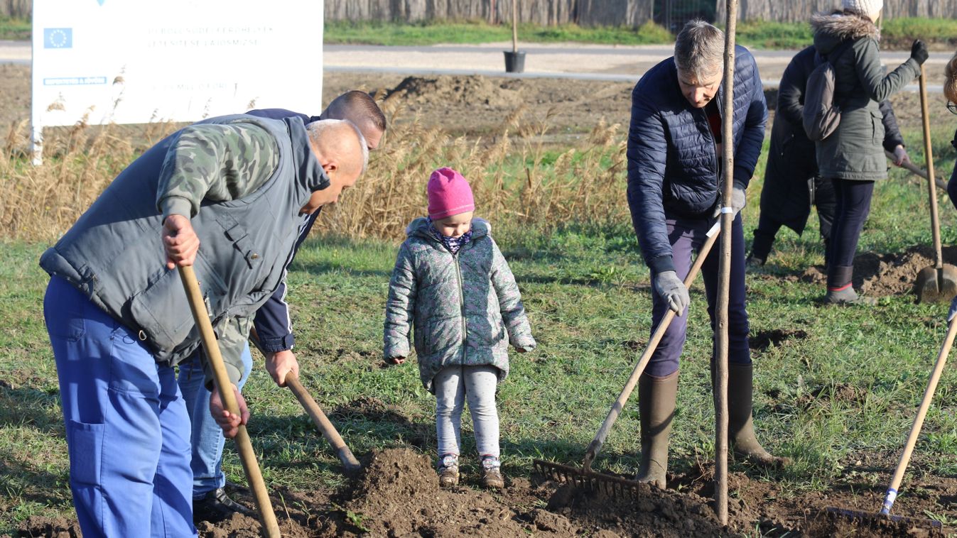 Hetven facsemetét ültettek Lajosmizsén – galériával
