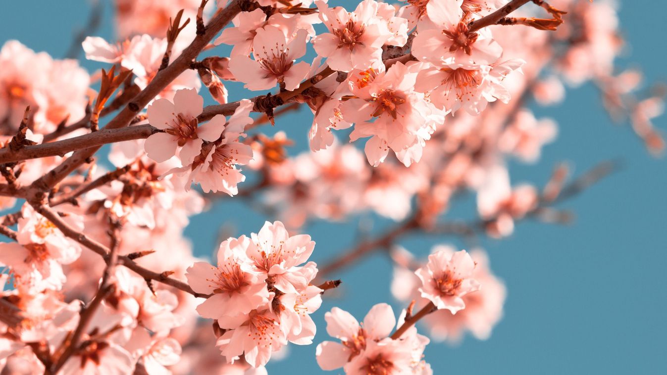 Barackfa-pántlikázást tartanak a közös ünnepen