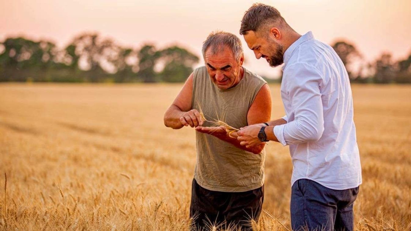 Az idei búzatermés a mennyiséget és a minőséget tekintve is elmaradt a várttól