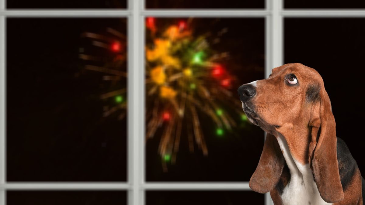 Cute,Domestic,Dog,Looking,On,The,Fireworks