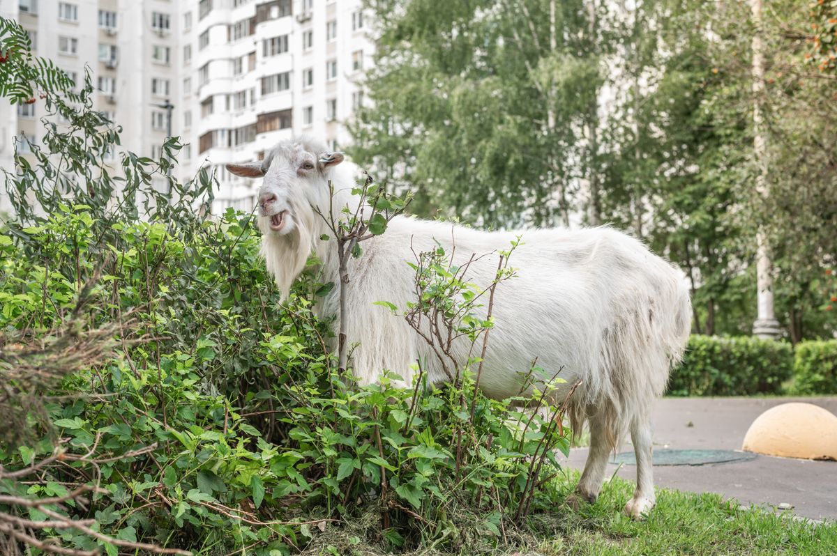 Funny,Animals,In,The,City,,White,Goats,Eat,Bushes,In