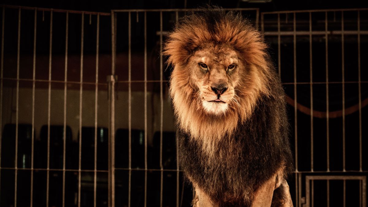 Videón a megható akció: cirkuszi állatokat mentettek ki a tűzből