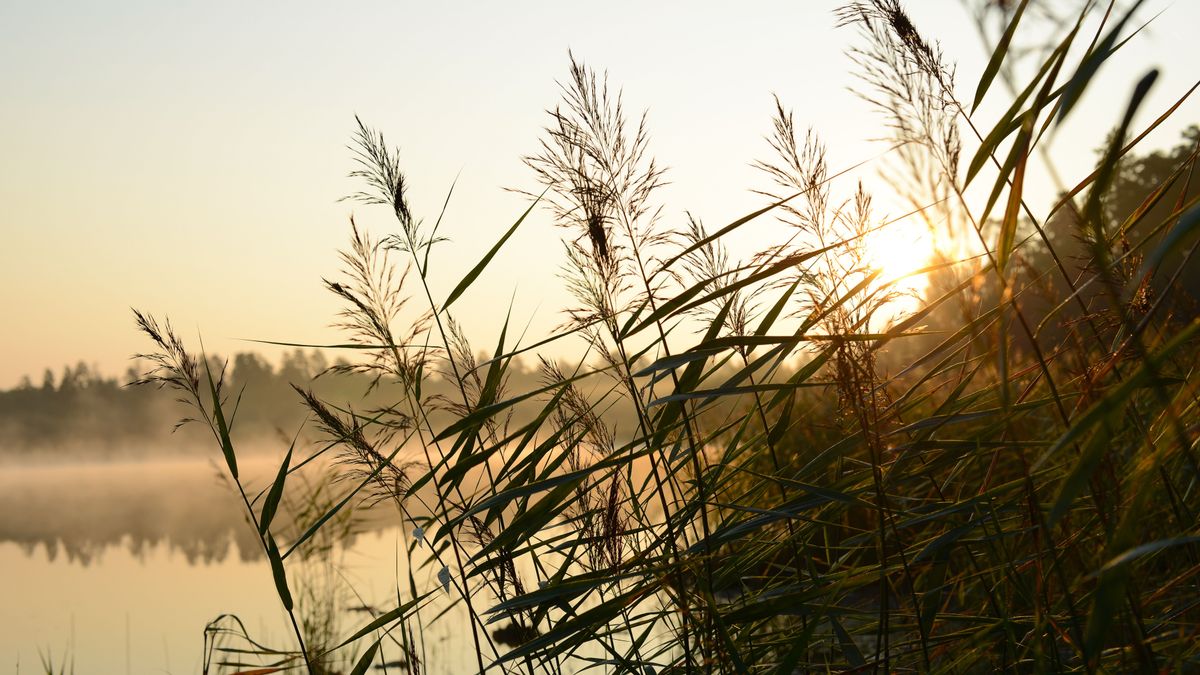 duna, tisza, vízállás, folyó,