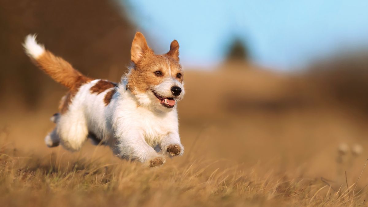 Playful,Happy,Cute,Smiling,Pet,Dog,Puppy,Running,,Jumping,In