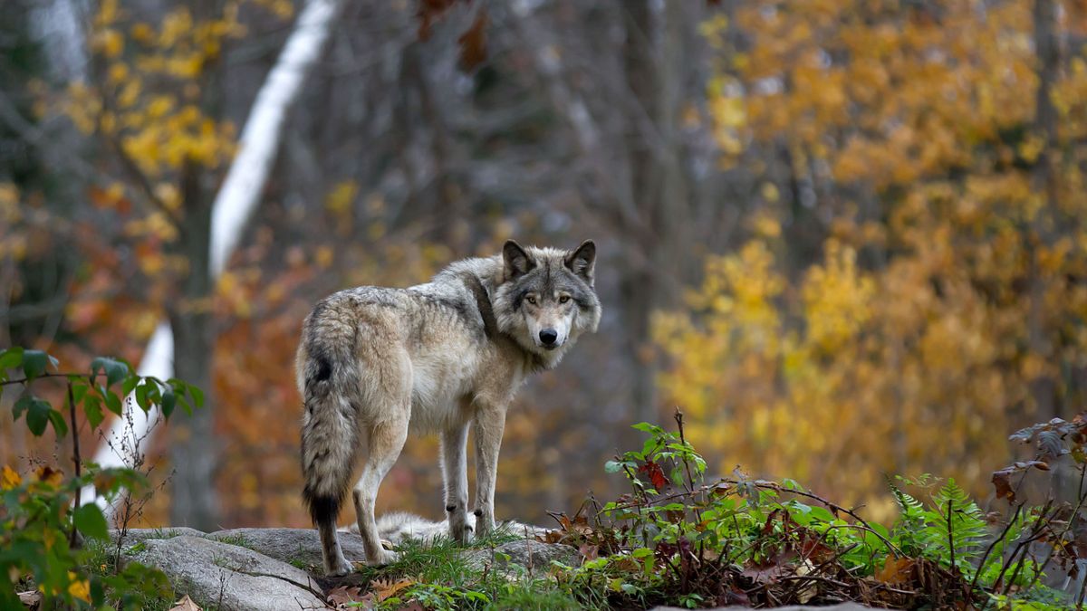 Rekord: 1240 kilométert tett meg egy szürke farkas