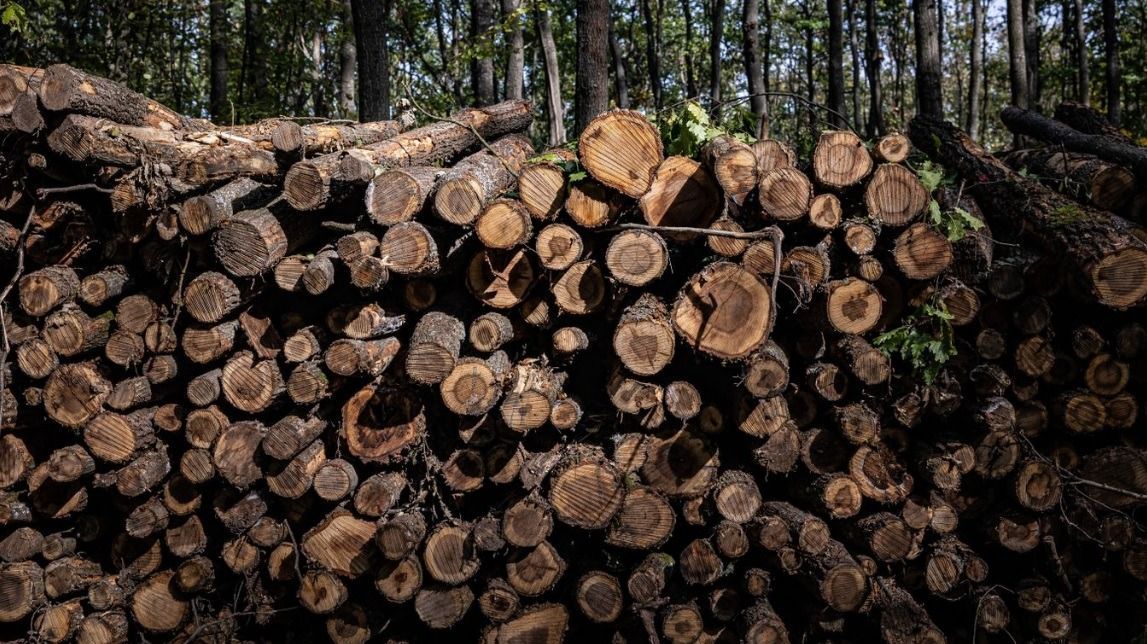 fakitermelés, erdők, véderdő, közlemény