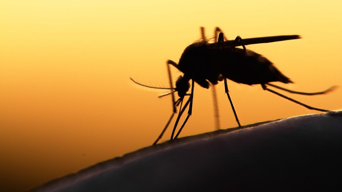 Mosquito,On,Human,Skin,At,Sunset