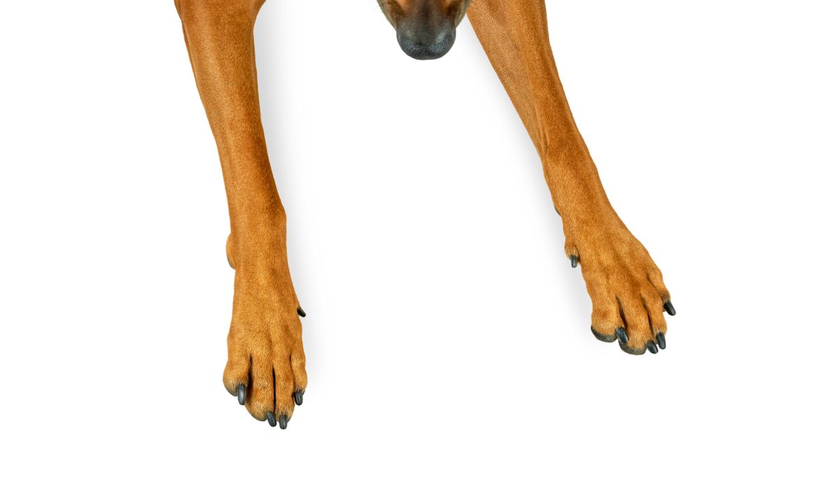 Red,Dog,Nose,And,Paws,Top,View,Isolated,On,White