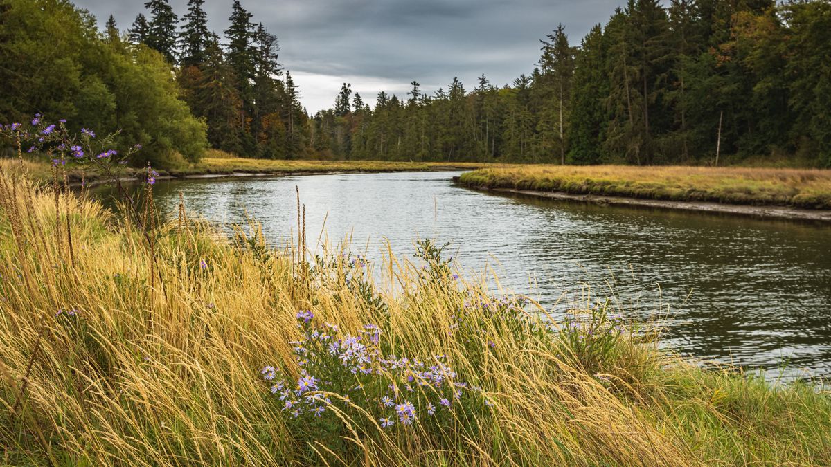 duna, tisza, folyó, 