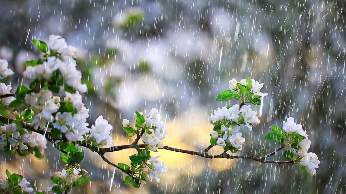 Spring,Rain,In,Blooming,Garden,,Concept,Freshness,Nature,Weather,Seasonal