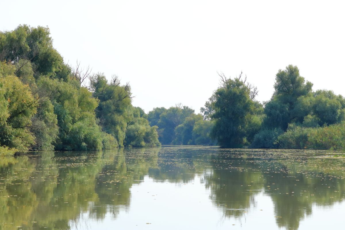 Small,River,Channel,In,The,Danube,Delta