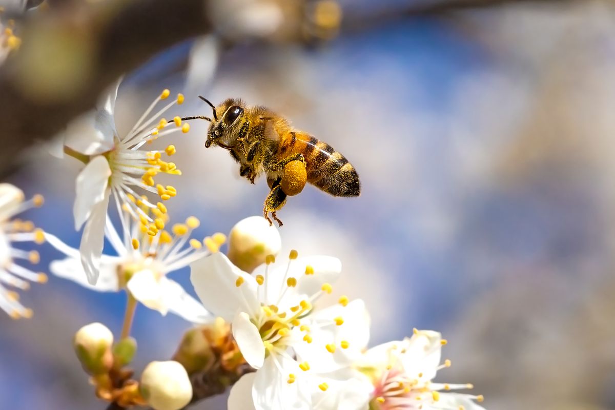 méh, méhek világnapja, rovar