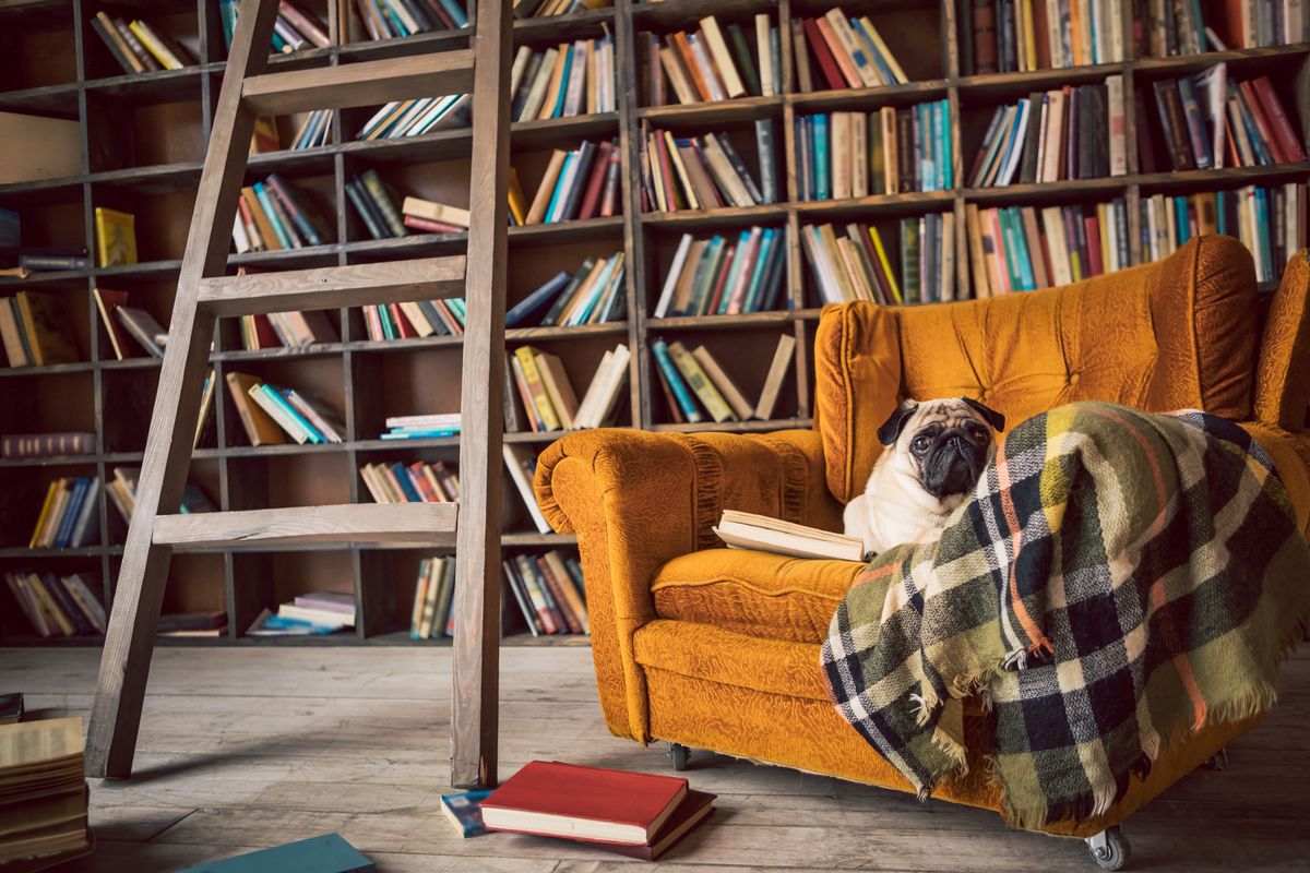 Lovely,Small,Pug,Dog,Relaxing,In,Library,Chair