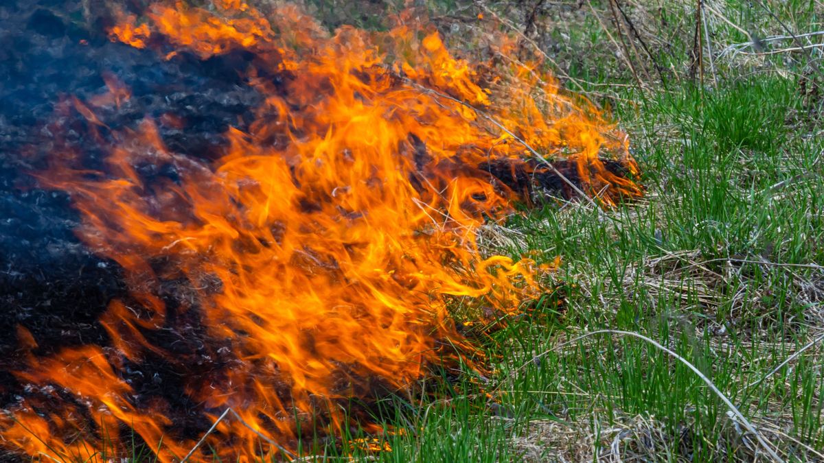 Burning,Old,Dry,Grass,In,Garden.,Flaming,Dry,Grass,On
