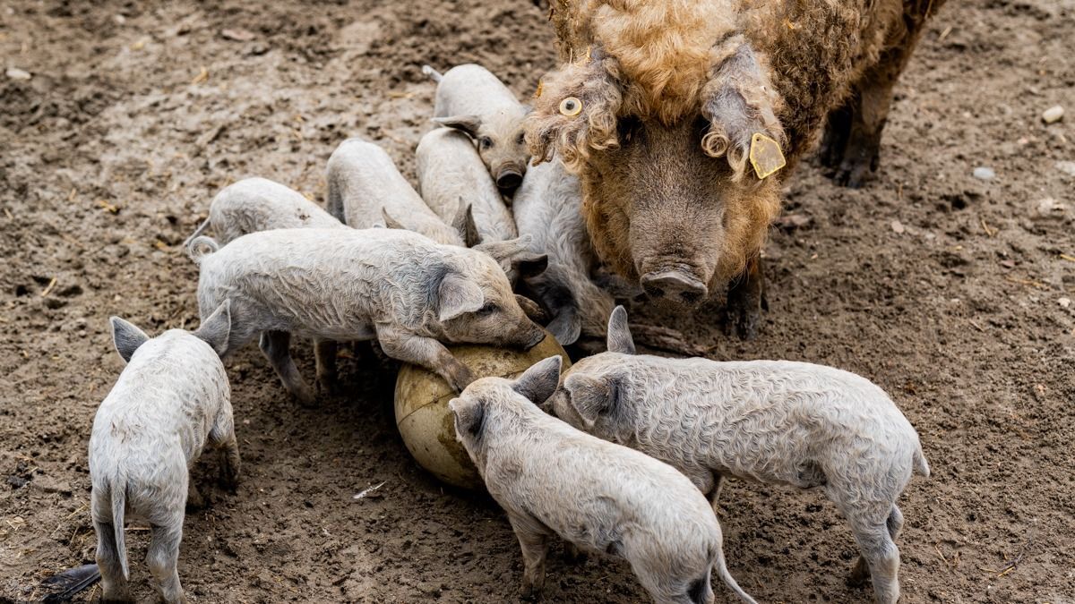 börtönmalac, Fővárosi Állat- és Növénykert, büntetés-végrehajtás