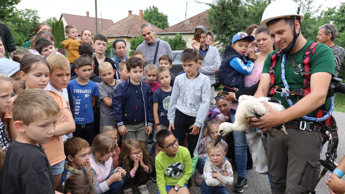 madárgyűrűzés, gólyafióka, Ladánybene