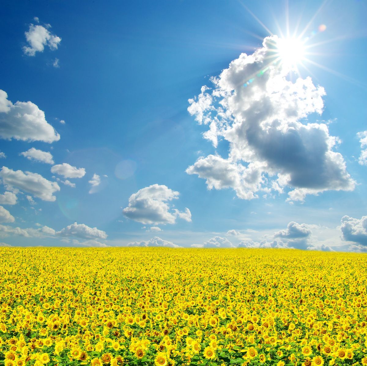 Sunny,Background,,Blue,Sky,With,White,Clouds,And,Sun