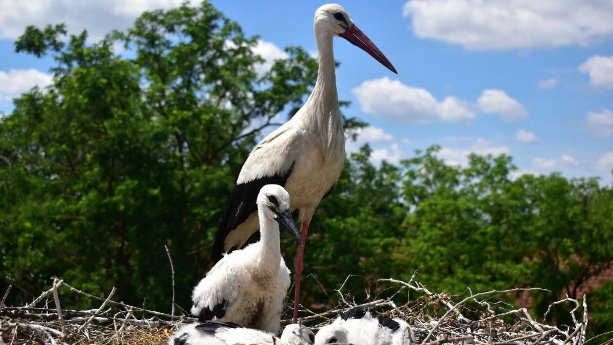 gólya, gyűrűzés, MME, Kiskunsági Nemzeti Park