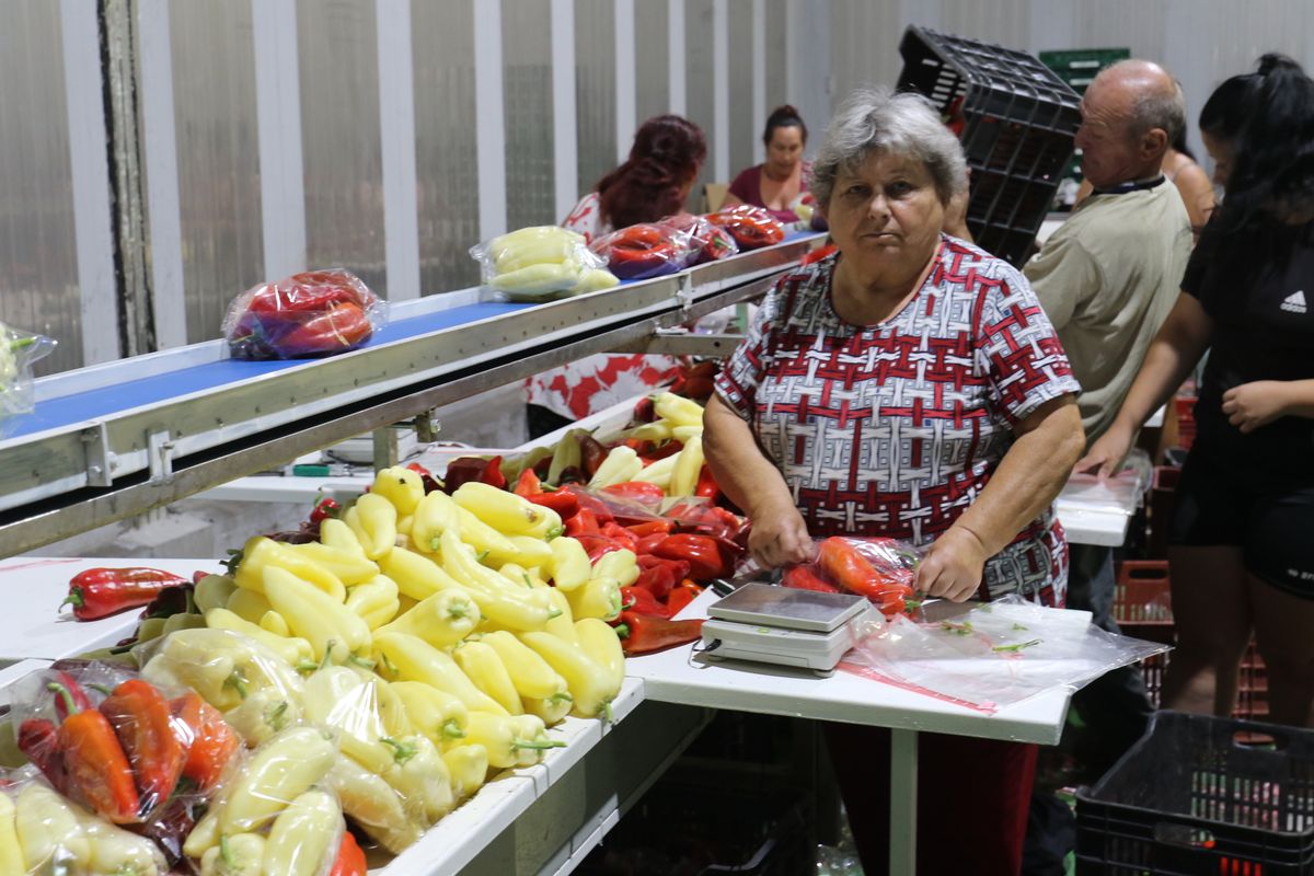 paprika, Fresh Fruit TÉSZ, Kecel, 