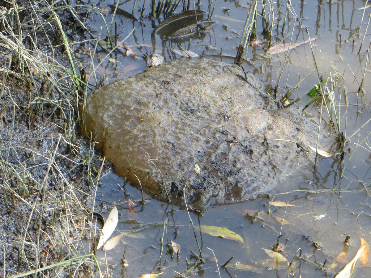 Baja, mohaállat, Sugovica