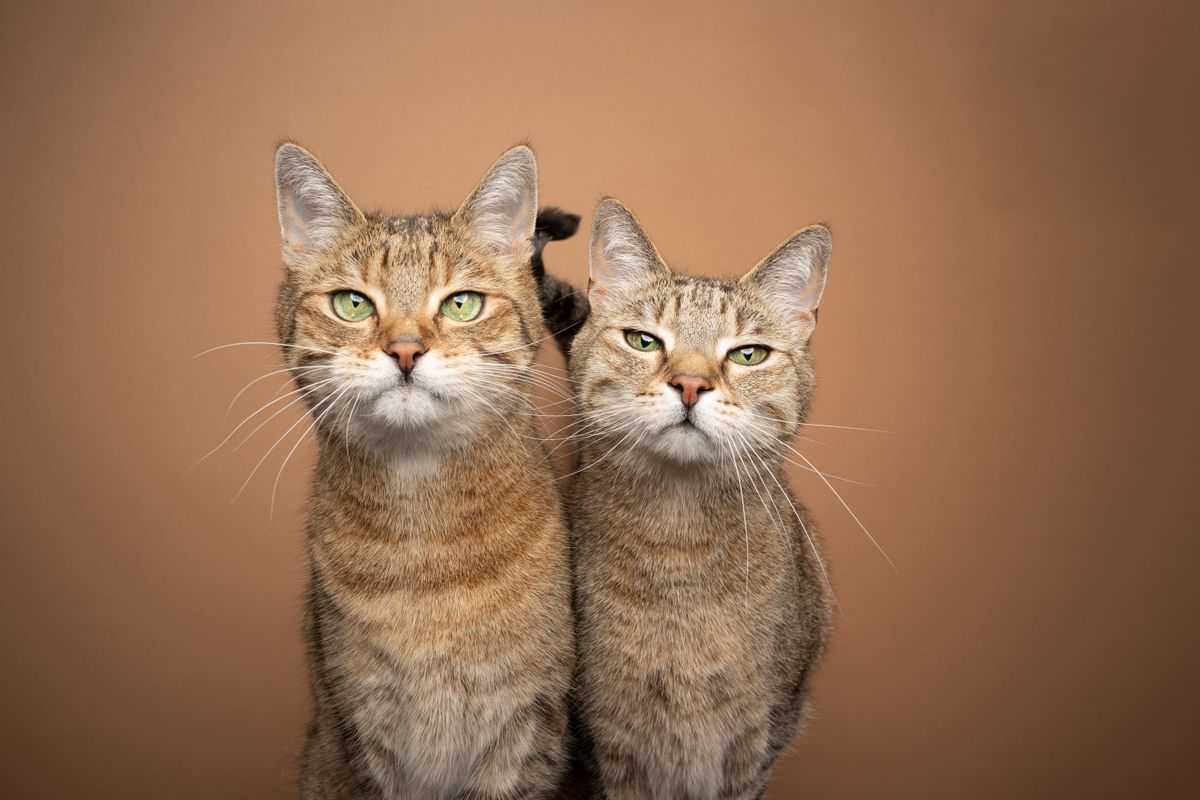 Two,Brown,Tabby,Cat,Siblings,Standing,Side,By,Side,Looking