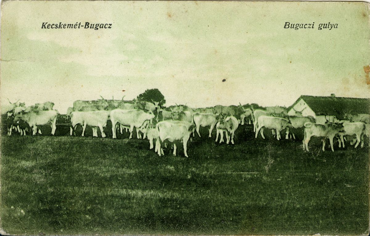 múltidéző, Bugacpuszta, Herman Ottó, pásztorélet