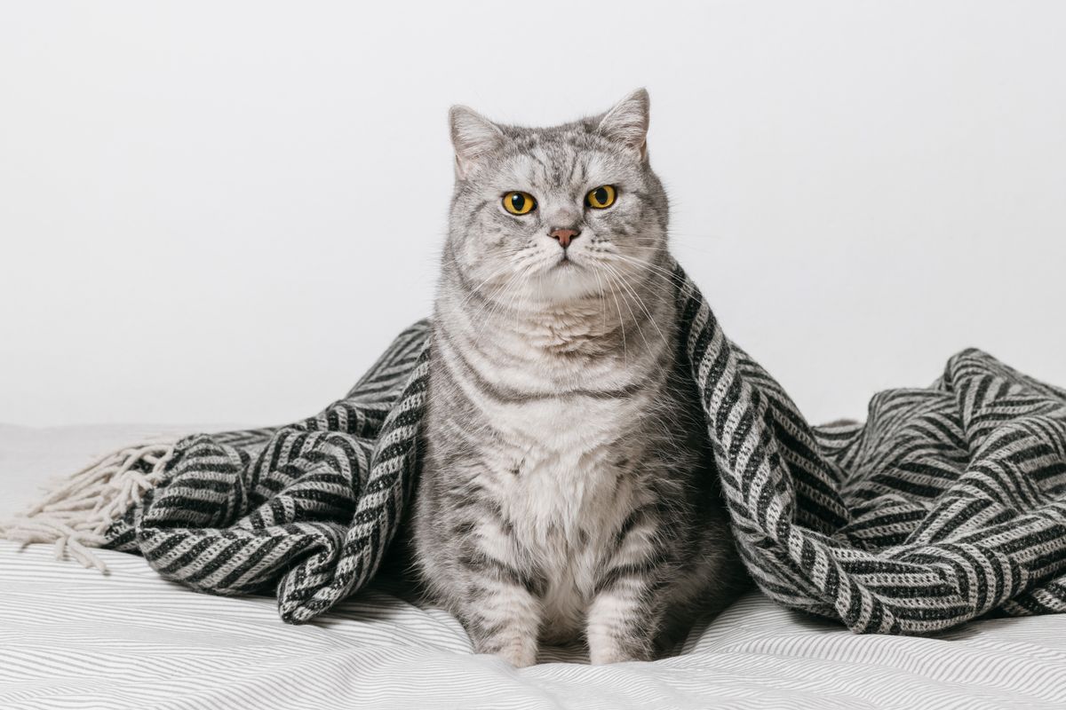 Adorable,Beautiful,Cat,Is,Sitting,On,The,Bed,Covered,With