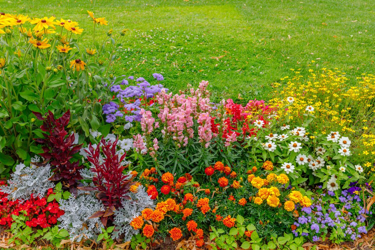 Multi-colored,Flower,Bed,In,The,Park.,Lots,Of,Beautiful,Summer