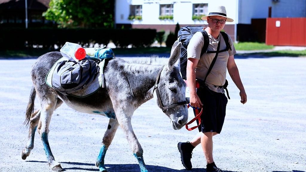 szamár, gyalogtúra, rezervátum