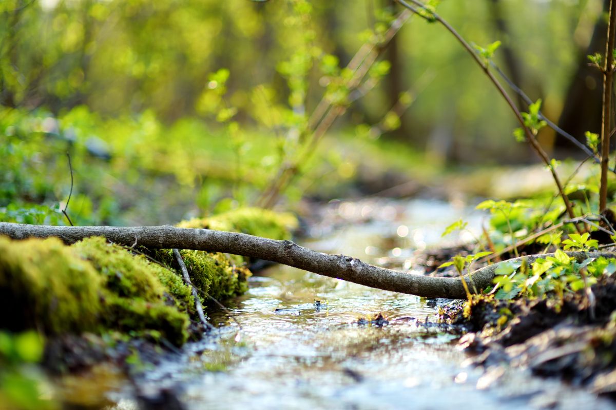 Small,And,Narrow,Stream,Winding,Throught,The,Dense,Green,Forest