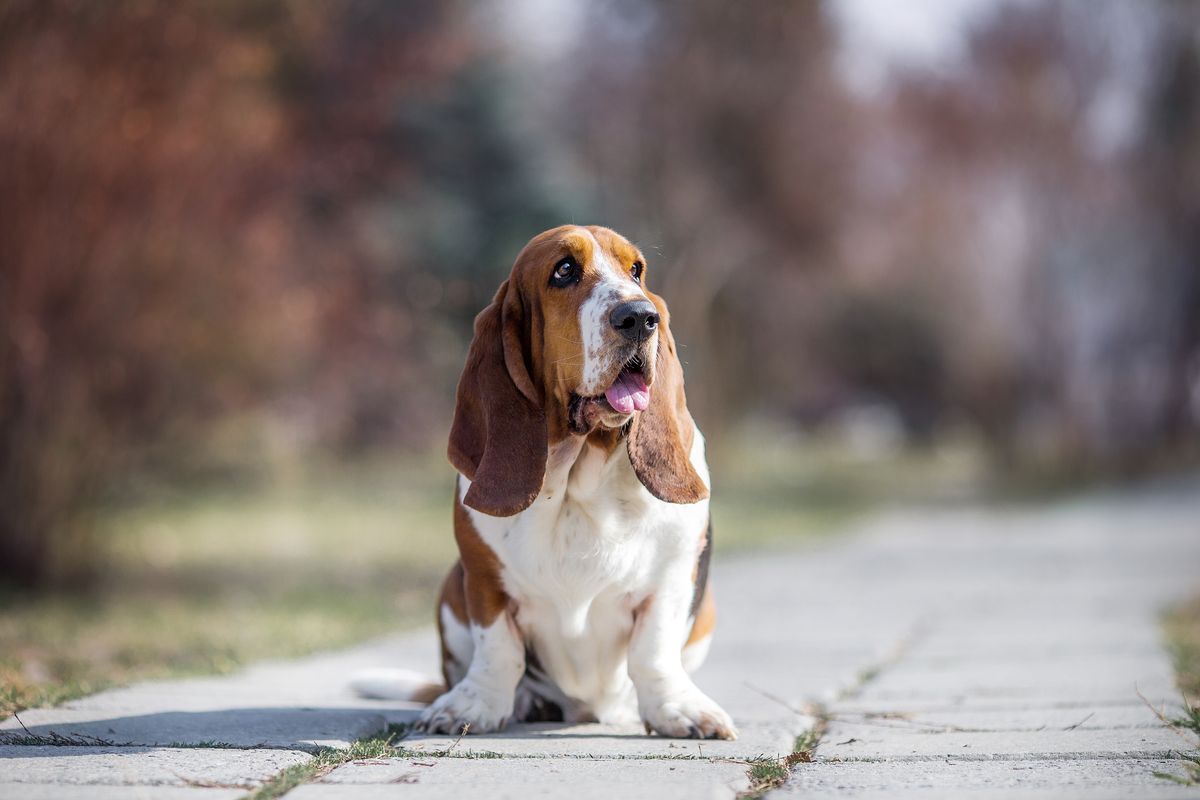 Sunyi, basset hound, Jó reggelt!