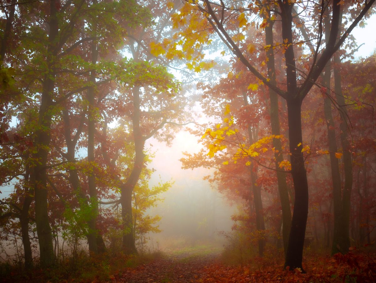 Mysterious,Foggy,Forest,,Colorful,Foliage,,Leafs,fog,tree,Trunks,,Gloomy,Autumn,Landscape.