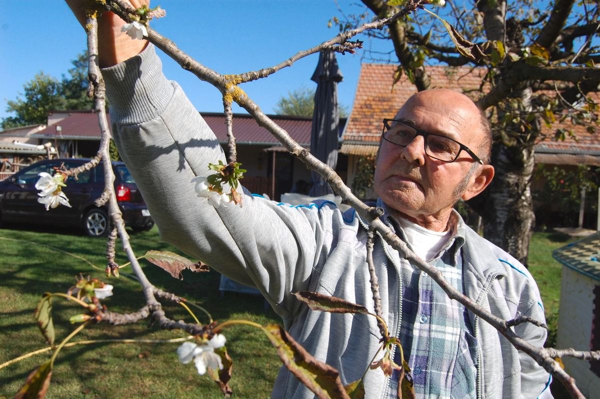 cseresznyefa, virágzás, Bezsenyi Sándor, Jászszentlászló