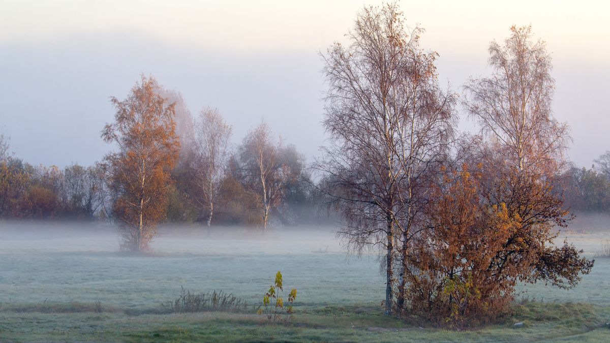 Autumn,Morning,Landscape,With,Fog,,Trees,,Frost,And,Sunlight.,Foggy