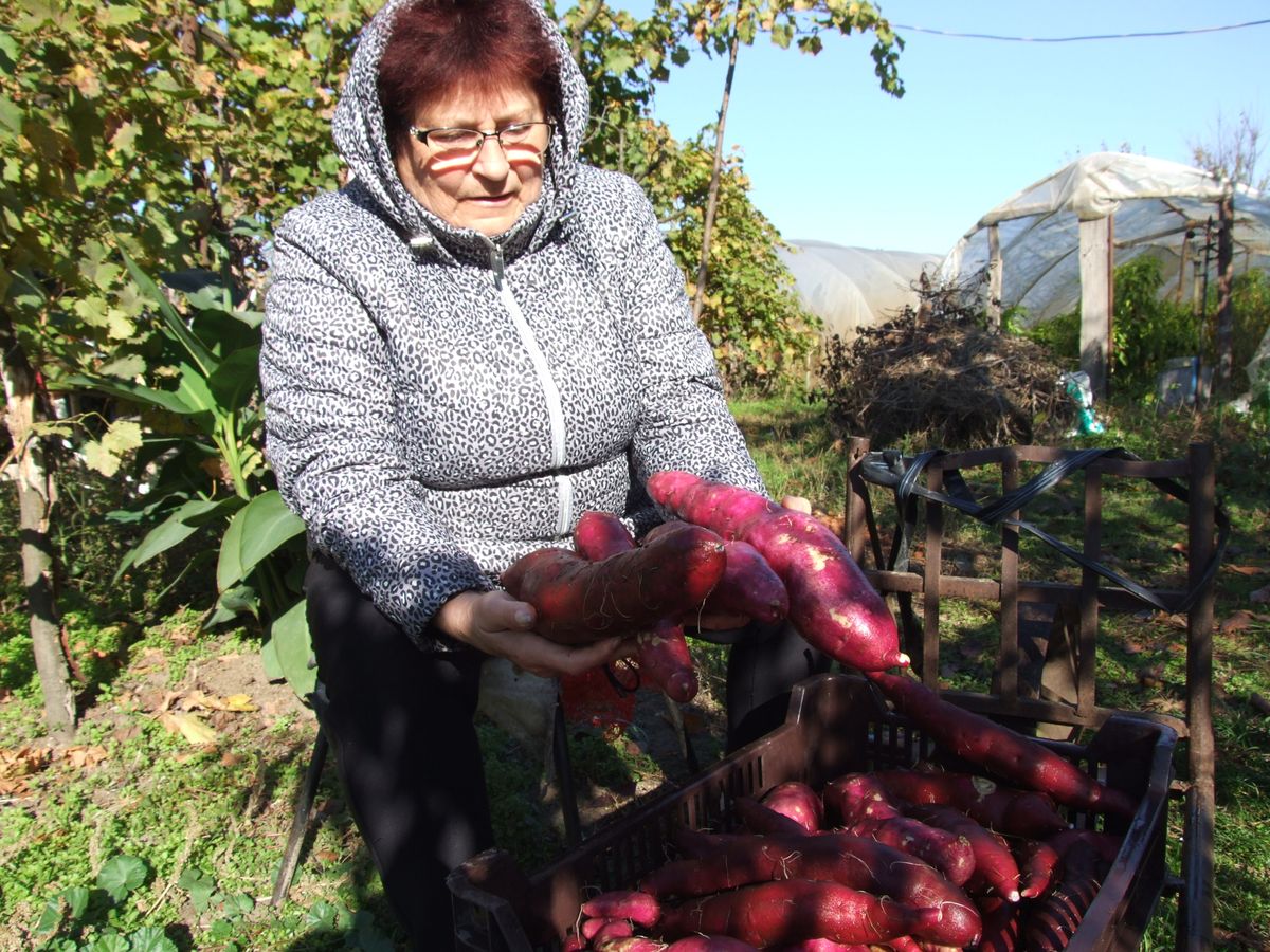 Réger Béláné, batáta, Nagykőrös, 