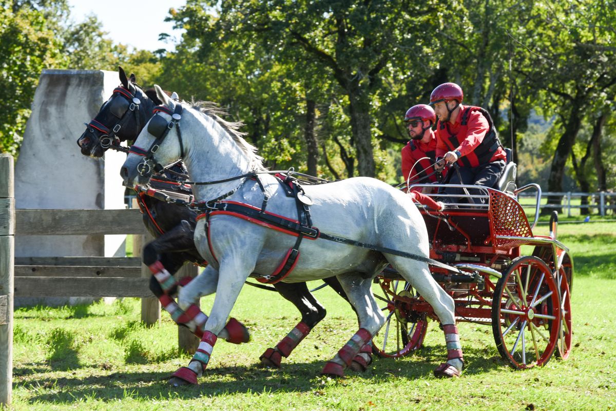 Vörös Zorán, fogathajtó, Felsőszentiván, Vörös Team, 