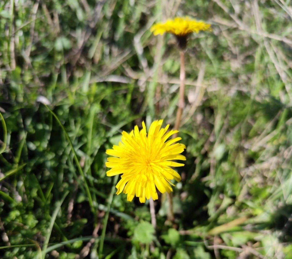 pitypang Kiskunsági Nemzeti Park