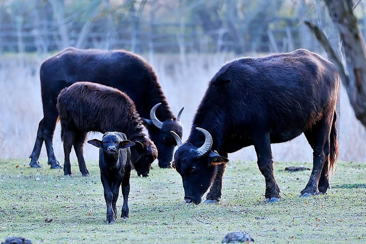 Vízibivaly-bébi, Csetényi élménypark, Kiskunhalas