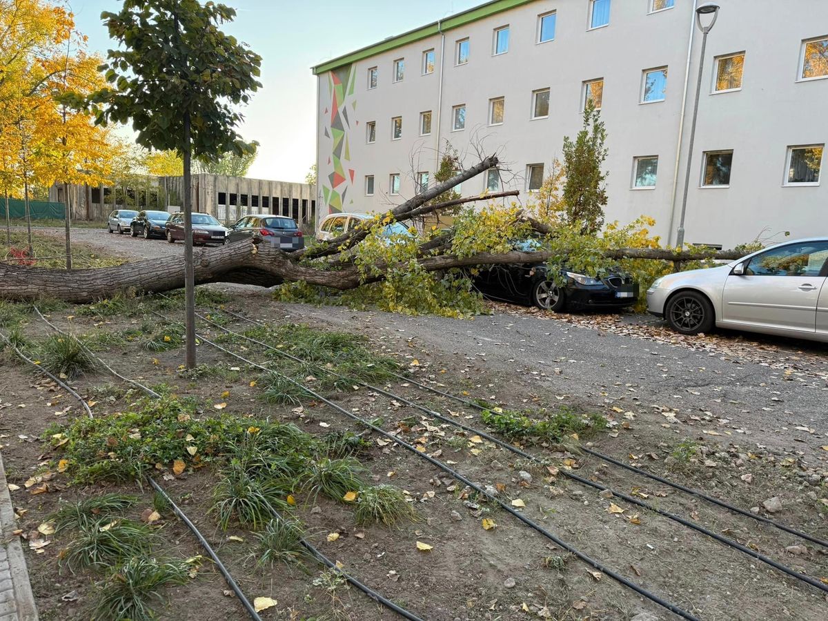 Fa dőlt egy autóra, fakidőlés, Kecskemét